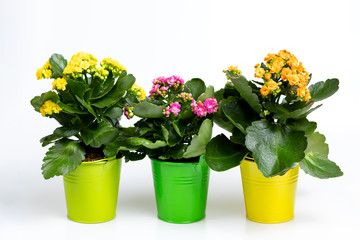 Kalanchoe in multicolored pots against white background homemade plants