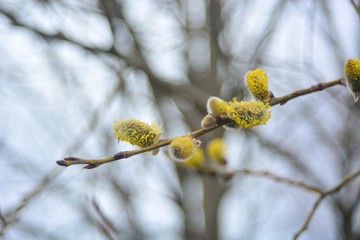 Spring Bud break on the trees.