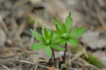 The first spring flowers and shoots.