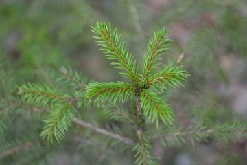 Young spruce shoots.
