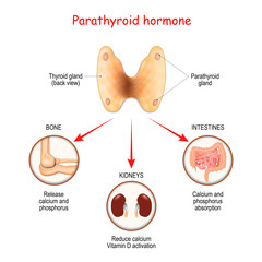 Hormones produced by the parathyroid gland. Parathyroid hormone (PTH). - obrazy, fototapety, plakaty