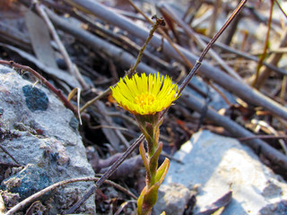 Primrose flower, the first spring flower