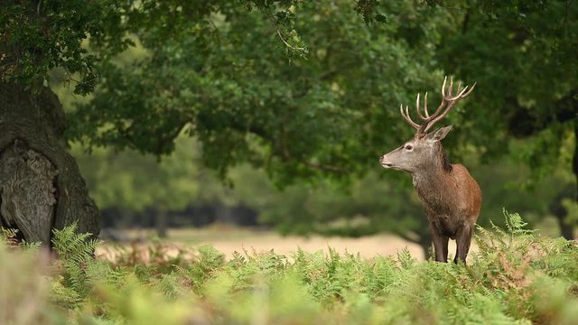 Red deer in the natural environment during rut time, wildlife, wild animal, close up, 4k, Cervus elaphus