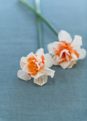 Freshly Cut White and Orange Daffodils on Linen