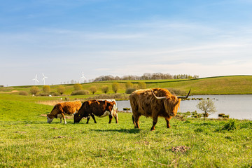 longhorn cow in field in front of lake