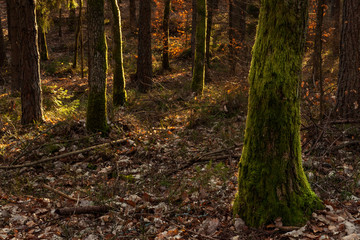 Sunset light in the forest