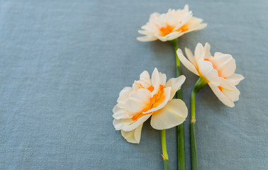 Freshly Cut White and Orange Daffodils on Linen
