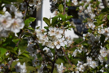 Prunus avium