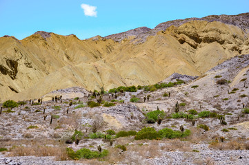 Fototapeta premium Cactus forest on the mountain in the province of Salta in the northwest of Argentina