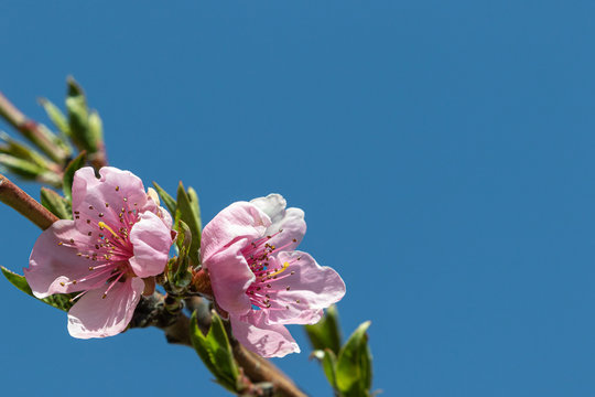 pink apple blossom flowers against blue sky background