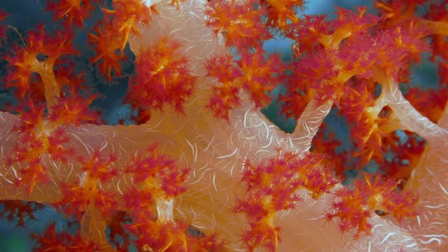 Detail of a soft coral (Dendronephthya) with its polyps, lit with a blue spotlight, Raja Ampat, Indonesia