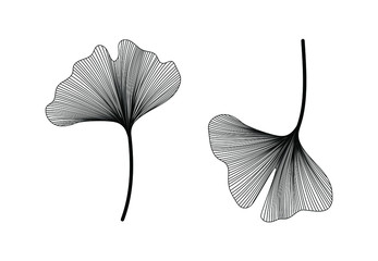 Ginkgo biloba set isolated on white background. Hand drawn leaves.  Vector black and white botanical illustration - obrazy, fototapety, plakaty