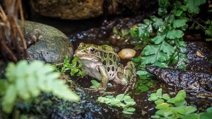 frog in the forest