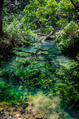 Río tranquilo de color turquesa y agua limpia en medio de manglares y selva virgen