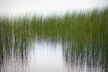 Juncos reflejados en el agua