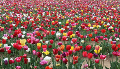 Campo di tulipani colorati nella campagna in Olanda