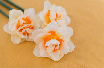 Obraz na płótnie Canvas Freshly Cut White and Orange Daffodils on Linen