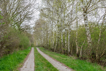Fototapeta na wymiar forest path is lined with birch trees