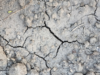 Gray cracked soil background texture from my garden