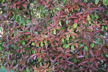 Photinia tree fresh red leaves springtime