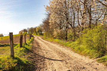 path into nature in spring