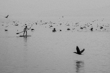 Baia da Babitonga, São Francisco do Sul