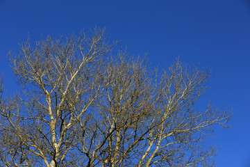 leafless tree brunches on sky background