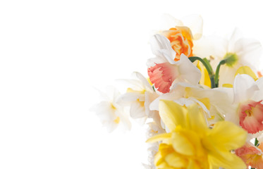 Obraz na płótnie Canvas Fresh Daffodil Flowers on White Background with Extra Space for Text