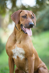 brown dog Rhodesian ridgeback portrait on green background 