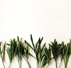 Green leaves composition with place for text on a pastel background. Vertical image. Place for text.