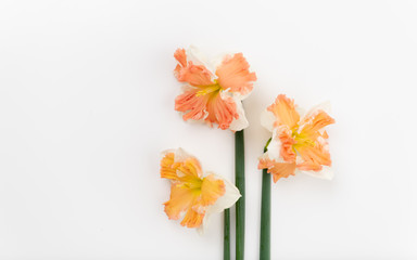 Beautiful Freshly Picked Daffodils on White Background
