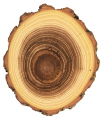 Unusual shape wood slab texture. Acacia tree cross section with growth rings and bark isolated on white background