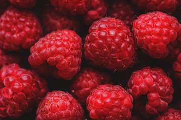Freshly picked ripe red raspberries.