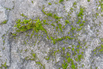 Gray stone surface covered with green rare moss. Relief and texture of stone with patterns and vegetation. Natural background for your design