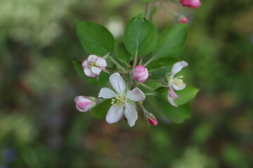 paysage d'un jardin fleuri au printemps