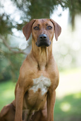 brown dog Rhodesian ridgeback portrait on green background 