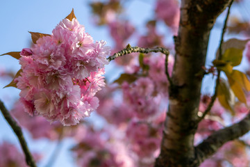 Pretty pink flowers burst into bloom, japanese flowering cherry Prunus serrulata, flowers of fruiting trees, early source of pollen and nectar for bees and other pollinators, copy space photo