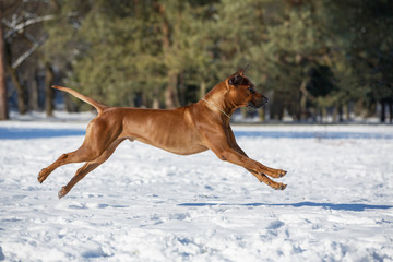 Brown dog Rhodesian Ridgeback jumping and having fun in snow 