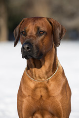 Brown dog Rhodesian Ridgeback winter portrait with Snow White background 