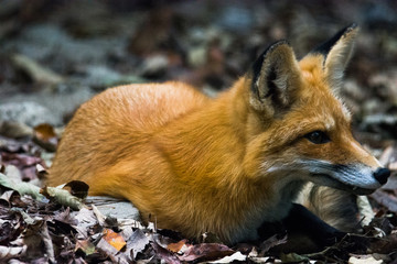 Naklejka na ściany i meble Fox in the wild
