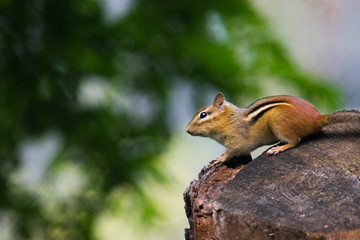 chipmunk on a tree trunk