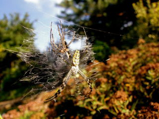 pająki na sieci