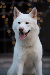 Obraz premium Adorable white akita inu dog portrait with bokeh lights on backgound