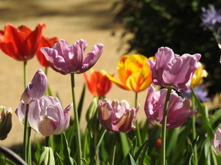 Tulips