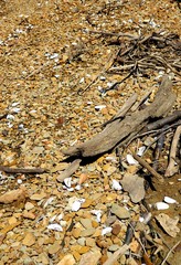 Beach rocks with shells