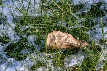 close up of a dried leaf in melting snow on grass