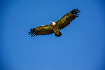Fototapeta premium Hovering vulture viewed from Hohenwerfen Castle in Austria