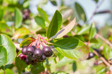 Chokeberry grows on a Bush in late summer