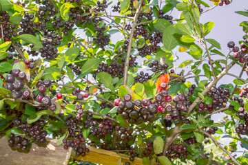 Chokeberry grows on a Bush in late summer