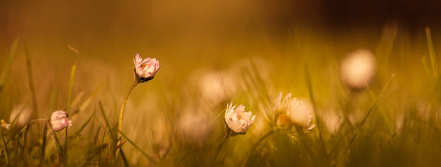 Viele Gänseblümchen in der Wiese Bordüre Panorama © Gisela